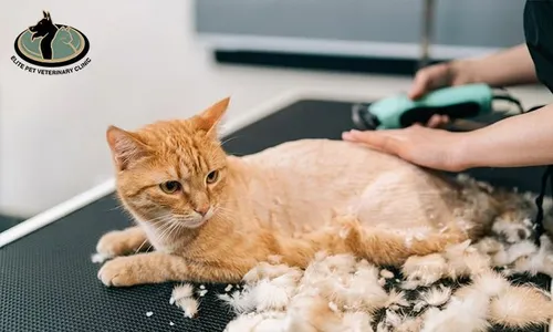 Pet Grooming for Cats & Dogs at Elite Pet Veterinary!