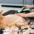 elite-pet-_deal-image_health-clinic-_grooming-2cpy.jpg