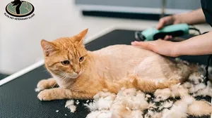 Pet Grooming for Cats & Dogs at Elite Pet Veterinary!