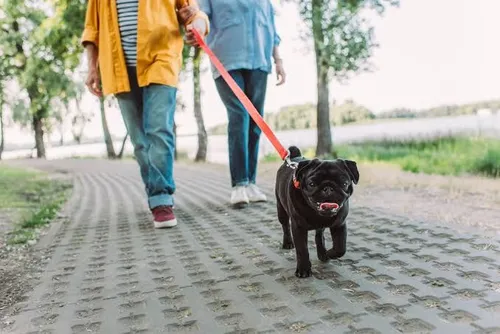 Loose Leash Dog Walking Online Course!
