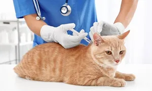 elite-pet-_deal-image_health-clinic-_dog-vaccin-copy2.jpg
