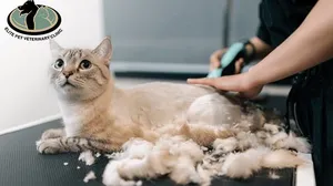 Pet Grooming for Cats & Dogs at Elite Pet Veterinary!