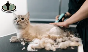 elite-pet-_deal-image_health-clinic-_grooming-copy.jpg