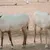 al-samriya-deal-image-new-02.jpg