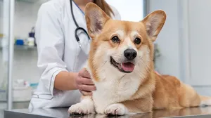 Shield your Pet with a Vaccination & Consultation!
