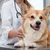 elite-pet-_deal-image_health-clinic-_dog-vaccin-copy.jpg