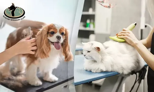 Pet Grooming for Cats & Dogs at Elite Pet Veterinary!