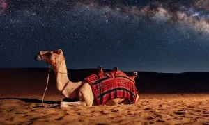tripsync-travel_dealimage_entertainement_night-safari-6-copy.webp