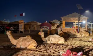 tripsync-travel_dealimage_entertainement_night-safari-7-copy.webp