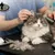 elite-pet-_deal-image_health-clinic-_grooming-3cpy.jpg