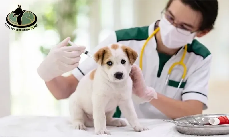 Shield your Pet with a Vaccination & Consultation!