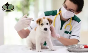 elite-pet-_deal-image_health-clinic-_vaccination-copy.webp