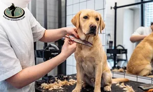 elite-pet-_deal-image_health-clinic-_grooming-cpy.jpg