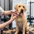elite-pet-_deal-image_health-clinic-_grooming-cpy.jpg