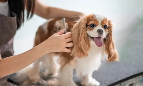 Pet Grooming for Cats & Dogs at Elite Pet Veterinary!