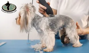 elite-pet-_deal-image_health-clinic-_grooming-2-copy.jpg
