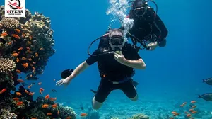 Dive Into an Unforgettable Underwater Adventure with Q Divers Center!