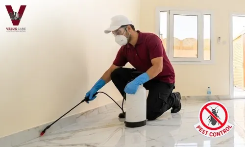 Professional Pest Control for Apartments & Villas!
