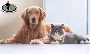 elite-pet-_deal-image_health-clinic-_grooming-3-copy.jpg